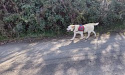 Kastamonu'da kaybolan anne ve oğlunu arama çalışmaları devam ediyor