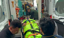 MANTAR TOPLARKEN AYI SALDIRISINA UĞRADI