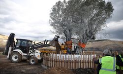 Muğla'da maden rehabilitasyon projesinde zeytin fidanları toprakla buluşturuldu
