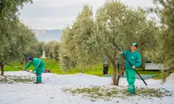 Muğla'da Milas Belediyesi zeytin hasadına başladı