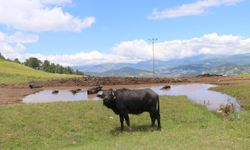 Ordu, Halk Elinde Anadolu Mandası Islahı Projesi kapsamına alındı