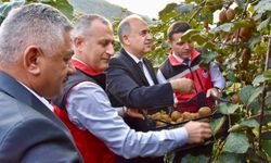 Ordu'da kivi hasadına başlandı