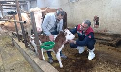 Samsun Tarım ve Orman Müdürü Yılmaz, Ladik'te besicileri ziyaret etti