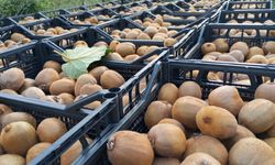 Samsun'da kivi hasat şenliği düzenlendi