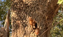 Samsun'da mesire alanındaki sincaplar görüntülendi