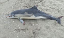 Samsun'da ölü yunus kıyıya vurdu