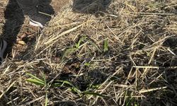 Samsun'da salep üretim alanları denetlendi