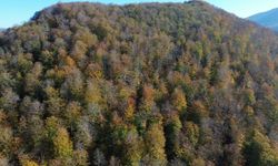 Samsun'da Yunt Dağı güz sarısına boyandı