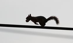 Samsun'un Alaçam ilçesinde sonbahar güzelliklerine sincaplar eşlik ediyor