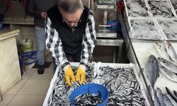Sinop'ta bol miktarda avlanan hamsinin kilosu 50 liraya indi