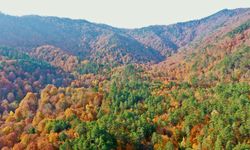 Sonbahar renklerine bürünen 'orman denizi' Yedigöller'de ziyaretçi yoğunluğu