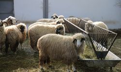 Tescilli karayaka koyunu üniversitede kurulan tesiste geliştirilecek