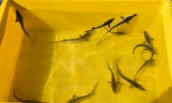 Trabzon'da mersin balığının korunması için 25 yıldır mücadele ediliyor