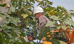 Trabzon'da park ve bahçelerde temizlik yapıldı