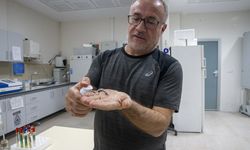 Türk akademisyenler, mürekkep balığından cilt onarıcı ve koruyucu güneş kremi üretti