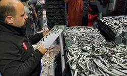 Türkeli'de avlanan hamsi ile ilgili denetimler sürüyor