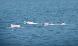 Yapay zeka Çin beyaz yunuslarını korumada umut veriyor