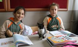 Yavru kediler 'Cingöz' ve 'Boncuk' sınıfın maskotu oldu