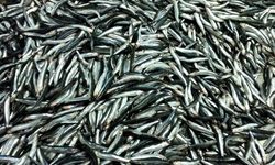 11 AYDA 14,4 MİLYON DOLARLIK İHRACAT YAPILDI