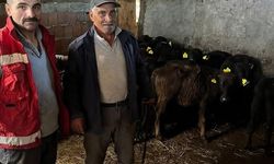 19 Mayıs'ta hayvan sağlığı çalışmaları sürüyor