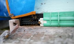 AB'den coğrafi tescil alan Yenice ıhlamur balını markalaştırma çalışmaları sürüyor