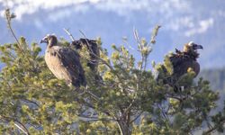 Akbabaların izi Bolu'daki istasyonda sürülüyor