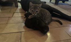 Amasya'da kedi ile köpeğin dostluğu ilgi çekiyor