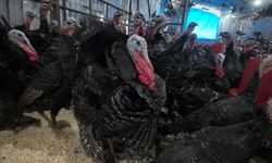 Doğal ortamda beslenen Eflani ve Kandıra hindileri yılbaşı için satışa hazır