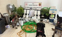 Düzce'de evinin çatı arasına kurduğu düzenekle uyuşturucu bitki yetiştiren şüpheli yakalandı