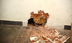 Giresun'da okulun havalandırma boşluğunda mahsur kalan kedi kurtarıldı