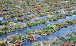 Hobi amaçlı başladığı çilek üretiminde talebe yetişmekte zorlanıyor