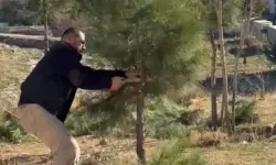 Mardin Artuklu'da muhtar kendi elleriyle ağaçları budadı