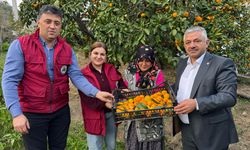 Ordu'da narenciye hasadına başlandı