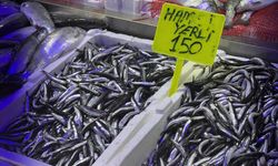 Samsun'da hamsinin kilogramı 150 liradan satılıyor