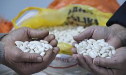 Tescilli Gürgentepe çoban fasulyesinde 'alım garantili üretim' modeli uygulandı