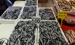 Trabzon'da hamsi ve istavrit 100 liradan satılıyor