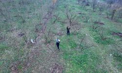 Uzmanlar kahverengi kokarcayla mücadelede yarasaları kullanacak