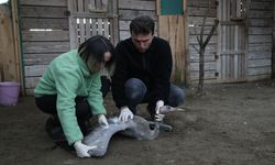 Yaralı turna yavrusu Kızılırmak Deltası'nda tedavi altına alındı