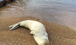 Antalya'da kıyıya vuran Akdeniz foku yeniden denizle buluşturuldu