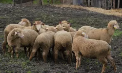 Balıkesir Büyükşehir'den çiftçiye destek