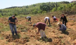 ÇEKÜL'den doğaya 116 bin can! 7 Ağaç Ormanları 2025'te rekor dikime ulaştı