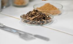 Çocuklarda propolis tüketiminin büyüme ve gelişime etkileri araştırıldı