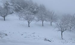 Çorum'da ceviz bahçeleri karla kaplandı