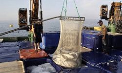 Doğal liman kenti Sinop'ta geçen yıl 34 bin 470 ton somon üretildi