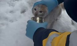 Elazığ'da başı konserve kutusuna sıkışan kediyi sağlık ekibi kurtardı