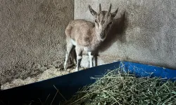 Finike'deki bitkin keçi Kumluca'da tedavi altına alındı