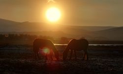 Hürmetçi Sazlığı'ndaki yılkı atları gün batımında dronla görüntülendi