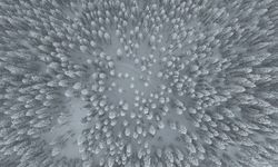 Ilgaz Dağı'nın karlı ormanları dron ile görüntülendi