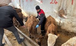 İskilip'te hayvan hastalıklarıyla mücadele kapsamında aşılama çalışmaları sürüyor