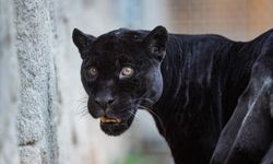 İzmir Doğal Yaşam Parkı'nın jaguarı Juliet öldü